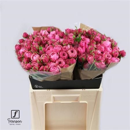 R Tr Silva Pink+
