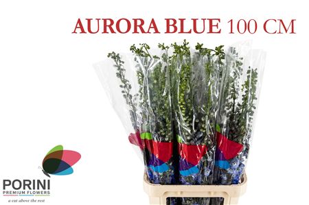 Delph El Aurora Blue