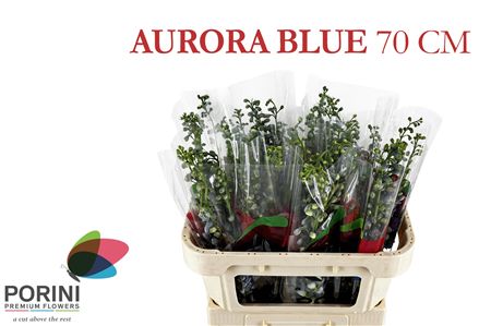 Delph El Aurora Blue
