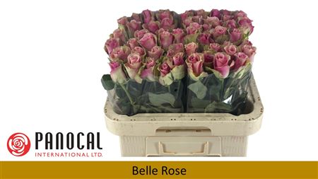 R Gr Belle Rose