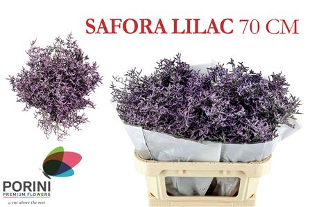Lim Saf Lilac