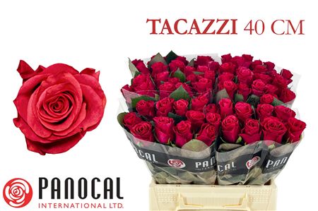 R Gr Tacazzi+