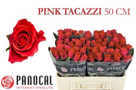 R Gr Pink Tacazzi+
