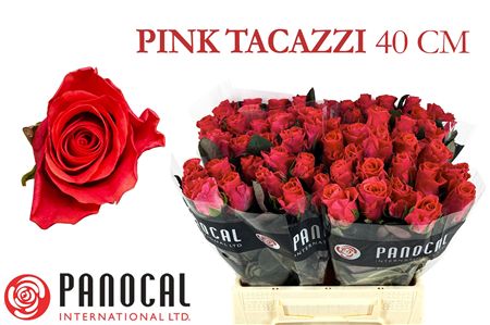 R Gr Pink Tacazzi+