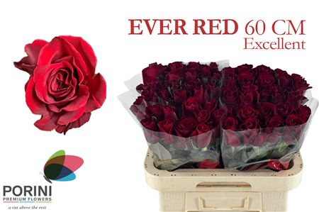 R Gr Ever Red
