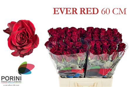 R Gr Ever Red