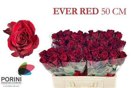 R Gr Ever Red