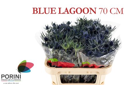 Eryn Mag Blue Lagoon