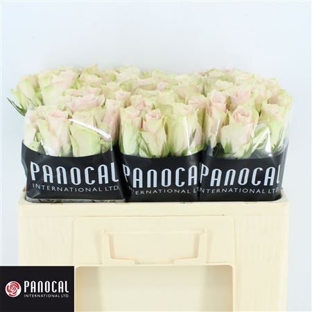 R Gr Pink Athena