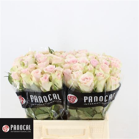 R Gr Pink Athena