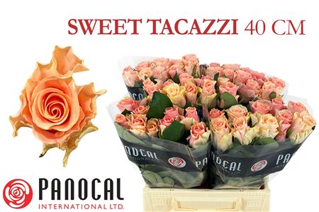 R Gr Sweet Tacazzi+