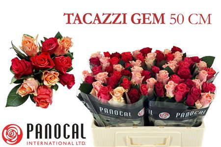 R Gr Tacazzi Gem