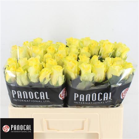 R Gr Minion Rose