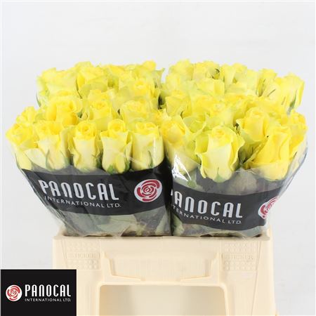 R Gr Minion Rose