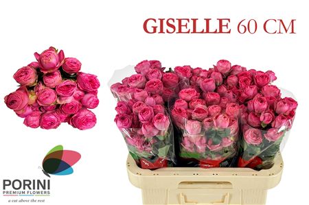 R Tr Giselle!
