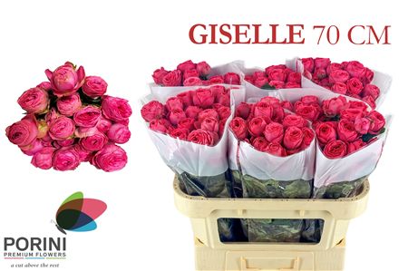 R Tr Giselle!