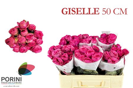 R Tr Giselle!