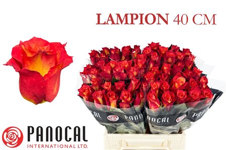 R Gr Lampion
