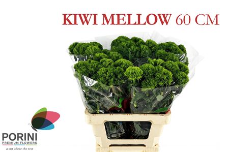 Di Barb Kiwi Mellow