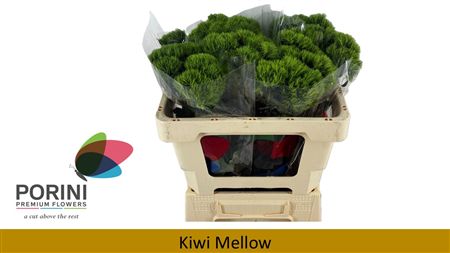 Di Barb Kiwi Mellow
