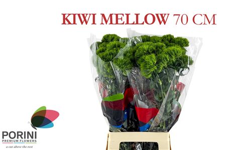 Di Barb Kiwi Mellow