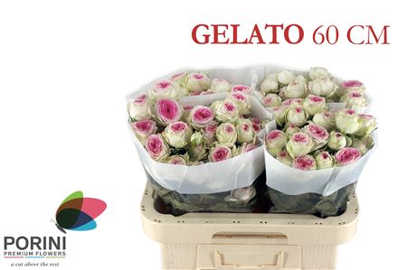 R Tr Gelato