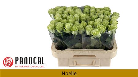 R Gr Noelle!