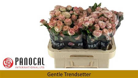 R Tr Gen Trendsetter