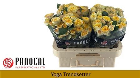 R Tr Yog Trendsetter