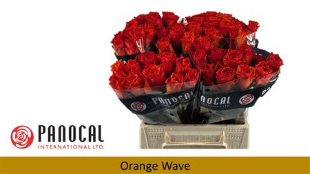 R Gr Orange Wave