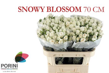 R Tr Snowy Blossoms
