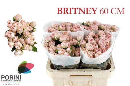 R Tr Britney